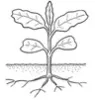broadleaf weed leaf image