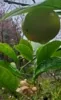 Lemon tree with fruit