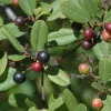 Frangula-californica-Oregon-State