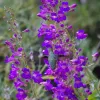 Penstemon-spectabilis-Las-Pilitas
