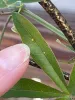 Tiny yellowish-orange egg on a green leaf.