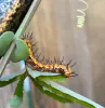 Caterpillar with 