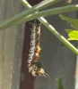 Caterpillar curled up in shape of the letter