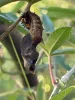 Butterfly getting ready to emerge from Chrysalis.