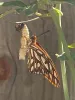 Orange butterfly sitting with folded wings.