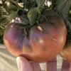 Tomato-Cherokee-Carbon-MG-Brian-Okamoto
