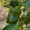Pepper-King-of-the-North-MG-Nanci-Howe