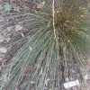 Native-CA-Common-Rush-MG-Carol-Peck