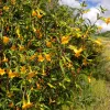 Native-CA-Sticky-Monkey-Flower-MG-Ying-Chen
