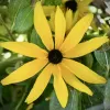 Orn-Rudbekia-Goldilocks-MG-Kerri-Antes
