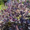 Herb-Basil-Purple-Opal2-MG-Ying-Chen