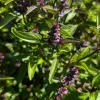 Herb-Basil-Sweet-Thai-MG-Ying-Chen