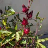 Herb-Roselle-MG-Ying-Chen