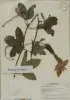 Herbarium's passionflower (Photo by Kathy Keatley Garvey)