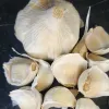 Garlic-Chopaka-Mountain-MG-Kathy-Kaplan