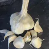 Garlic-Kettle-River-Giant-MG-Kathy-Kaplan