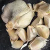 Garlic-Korean-Mountain-MG-Kathy-Kaplan