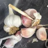 Garlic-Spanish-Benitee-MG-Kathy-Kaplan
