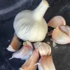 Garlic-Mexican-Red-Silver-MG-Kathy-Kaplan