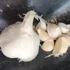 Garlic-Oregon-Blue-MG-Kathy-Kaplan