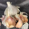 Garlic-Purple-Glazer-MG-Kathy-Kaplan
