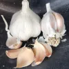 Garlic-Rose-du-Var-MG-Kathy-Kaplan