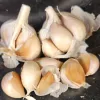 Garlic-Thai-Purple-MG-Kathy-Kaplan