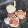 Garlic-Ukrainian-MG-Kathy-Kaplan