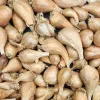 Shallots-French-Gray-MG-Kathy-Kaplan