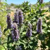 Herb-Anise-Hyssop-Licorice-Mint-MG-Monique-Frappier