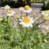 Herb-German-Chamomile-MG-Monique-Frappier