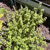 Herb-Lemon-Thyme-MG-Monique-Frappier