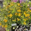 Herb-Mexican-Mint-Marigold-MG-Monique-Frappier