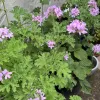 Herb-Rose-Scented-Geranium-Attar-of-Roses-MG-Monique-Frappier