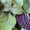 Herb-Shiso-MG-Monique-Frappier