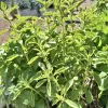 Herb-Stevia-MG-Monique-Frappier