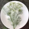 Herb-Dill-Tetra-MG-Karen-Schaffer