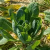 Veg-Asian-Greens-Komatsuna-MG-Ying-Chen