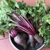 Veg-Beets-Cylindra-MG-Karen-Schaffer