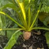 Veg-Beets-Touchstone-Gold-MG-Ying-Chen-2