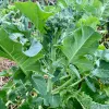 Veg-Broccoli-Calabrese-MG-Susan-Casner-Kay