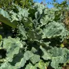 Veg-Collards-Georgia-Southern-MG-Ying-Chen