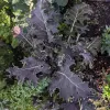 Veg-Kale-Mars-Landing-MG-Ying-Chen