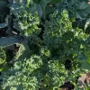 Veg-Kale-Premier-Blend-MG-Ying-Chen