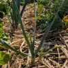 Veg-Leek-Sweet-Garleek-MG-Ying-Chen
