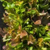 Veg-Lettuce-Salad-Bowl-Blend-MG-Ying-Chen