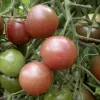 Tomato-Chocolate-Cherry-MG-Rosalie-Shepherd