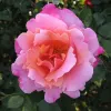 Ornamentals