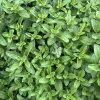 Herb-Marjoram-MG-Karen-Schaffer