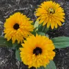 Flower with many bright yellow petals and a dark eye